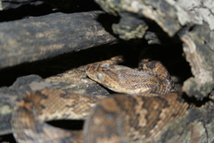 Trimorphodon quadruplex