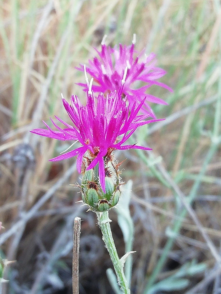 Centaurea paui