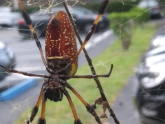 Trichonephila clavipes