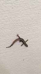 Sphaerodactylus