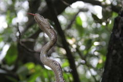 Trimorphodon quadruplex