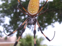 Trichonephila clavipes