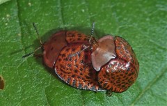 Chelymorpha variolosa