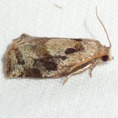 Archips grisea