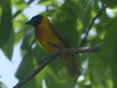 Ploceus melanocephalus