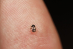 Bostrichoidea
