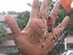 Trichonephila clavipes