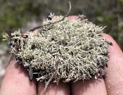 Cladonia dimorphoclada