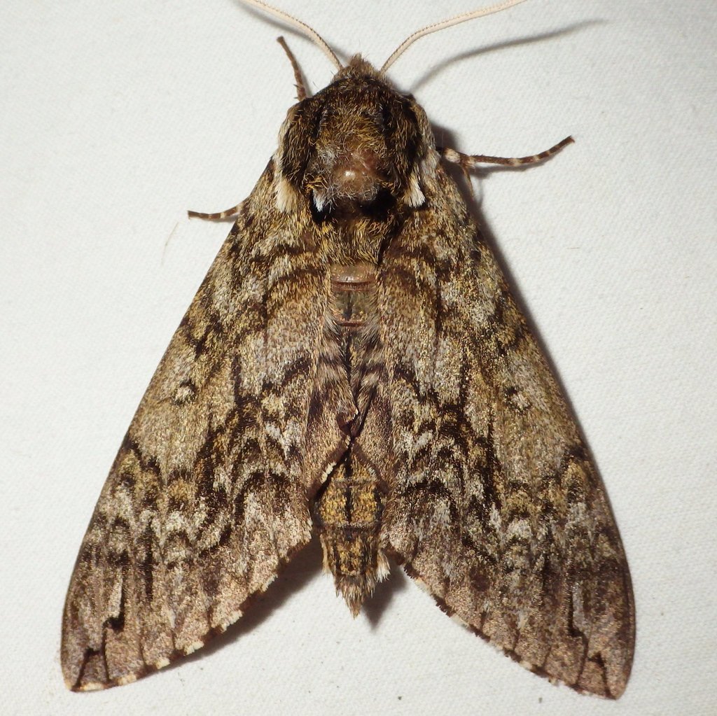 Waved Sphinx from Fitzgerald Rd, Burdett, NY 14818, USA on July 4, 2020 ...