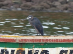 Egretta gularis