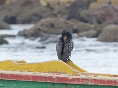 Microcarbo africanus