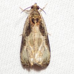 Olethreutes connectum