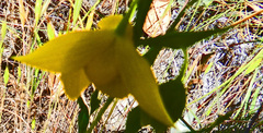 Calochortus amabilis