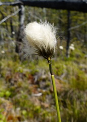 Eriophorum vaginatum vaginatum