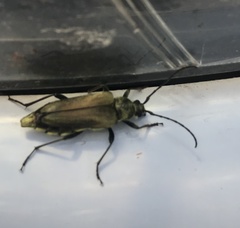 Lepturobosca