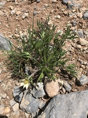 Anemone multifida saxicola