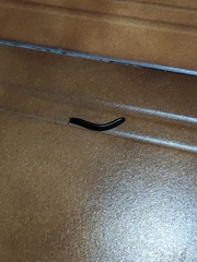 Pachyiulus oenologus