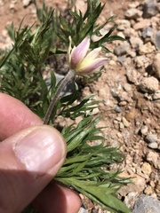 Anemone multifida saxicola
