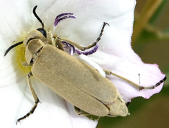 Epicauta ferruginea