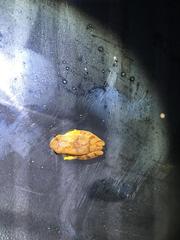 Dendropsophus microcephalus