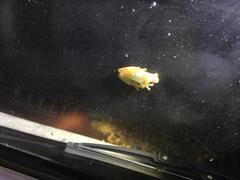 Dendropsophus microcephalus