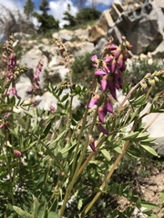 Hedysarum occidentale