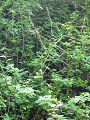 Fritillaria affinis affinis