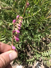 Hedysarum occidentale