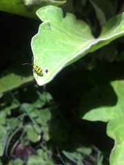 Diabrotica undecimpunctata