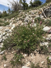 Hedysarum occidentale