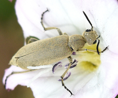 Epicauta ferruginea
