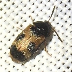 Mycetophagus punctatus