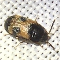 Mycetophagus punctatus