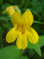 Erythranthe dentata