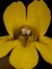 Erythranthe dentata