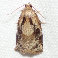 Archips grisea