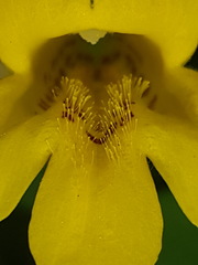 Erythranthe dentata