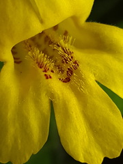Erythranthe dentata
