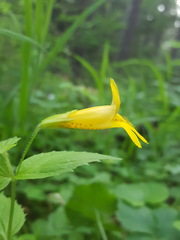 Erythranthe dentata