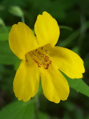 Erythranthe dentata
