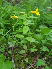 Erythranthe dentata