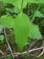 Erythranthe dentata