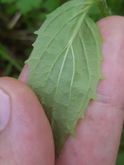 Erythranthe dentata