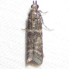 Ephestia columbiella