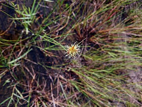 Image of Rhynchospora tracyi by no rights reserved