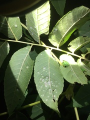 Pseudomicrostroma juglandis