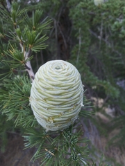 Cedrus deodara