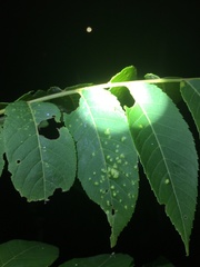 Pseudomicrostroma juglandis
