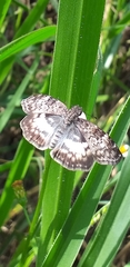 Chiomara asychis