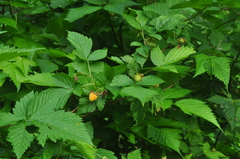 Rubus spectabilis spectabilis